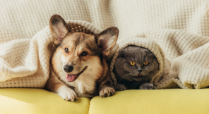 Pet Owners’ Guide to a Spotless Home